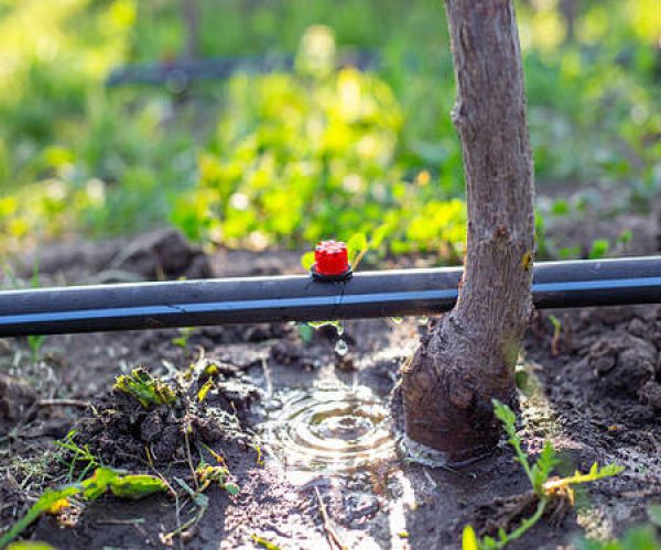 Drip irrigation tubes on the ground from which water drips, watering young tree seedlings.